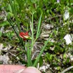 Lathyrus sphaericus Kvet