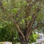 Picrodendron baccatum Hábito