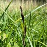 Carex acutiformisFlower