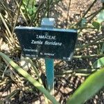 Zamia integrifolia その他の提案