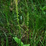 Malaxis monophyllos Habitat