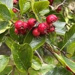 Crataegus persimilis Плід