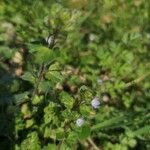 Veronica hederifoliaFolha