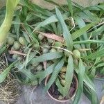 Coelogyne cristata Fruit