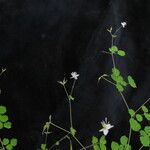 Thalictrum javanicum Costuma