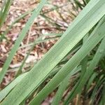 Lomandra longifolia Hoja