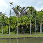 Areca catechu Habit