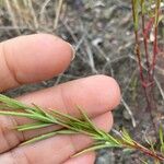 Calochortus splendens ഇല