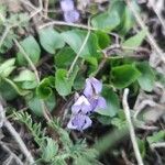 Viola hirta Leaf