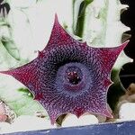 Huernia keniensis Flower