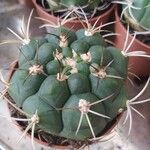 Gymnocalycium pflanzii ফুল