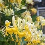 Lonicera caprifolium Квітка