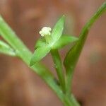 Ludwigia affinis Schors