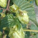 Humulus lupulusÇiçek