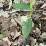 Cephalanthera damasonium Frunză