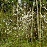 Prunus spinosa Hábito