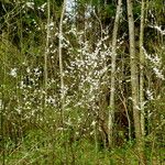 Prunus spinosa Habitus