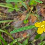 Ludwigia alternifolia Folio