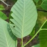 Fagus japonica পাতা