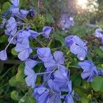 Plumbago europaeaЦвят