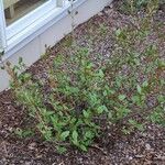 Shepherdia canadensis Leaf