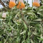 Banksia prionotes Bloem