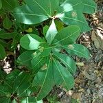 Erythroxylum havanense Leaf