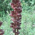 Orobanche foetida Levél