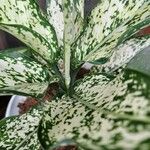 Dieffenbachia acreana