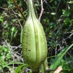 Cyrtopodium flavum Fruit