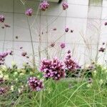 Verbena bonariensisFlor