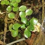 Ludwigia peploides Likasa