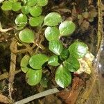 Ludwigia peploides Leaf