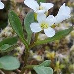 Cardamine resedifolia Žiedas