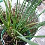 Zephyranthes candida Leaf