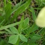 Lotus maritimus Leaf