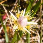 Parnassia palustris Λουλούδι