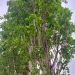 Populus nigra Habitus