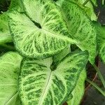 Syngonium angustatum Лист