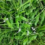 Limonium vulgare Blomst