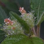 Acalypha arvensis Flower