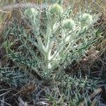 Cirsium echinatum 花
