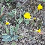 Hieracium glaucinum Habit