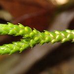 Huperzia ophioglossoides Leaf