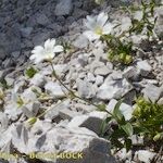 Cerastium carinthiacum Habit