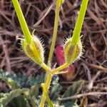 Monsonia longipesFruit