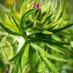 Geranium dissectum 葉