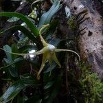 Angraecum corrugatum Цветок