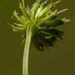 Oenanthe peucedanifolia Fruit