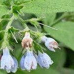 Symphytum asperum Flower